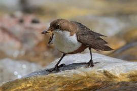 Pluszcz - Cinclus cinclus - White-throated Dipper