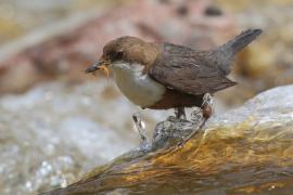 Pluszcz - Cinclus cinclus - White-throated Dipper