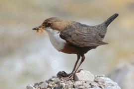 Pluszcz - Cinclus cinclus - White-throated Dipper