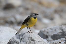 Pliszka górska - Motacilla cinerea - Grey Wagtail