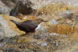 Pluszcz - Cinclus cinclus - White-throated Dipper
