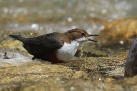 Pluszcz - Cinclus cinclus - White-throated Dipper