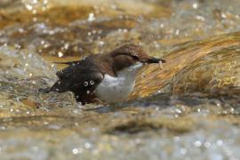 Pluszcz - Cinclus cinclus - White-throated Dipper