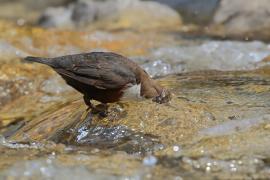 Pluszcz - Cinclus cinclus - White-throated Dipper