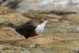 Pluszcz - Cinclus cinclus - White-throated Dipper