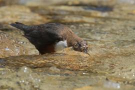 Pluszcz - Cinclus cinclus - White-throated Dipper