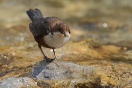 Pluszcz - Cinclus cinclus - White-throated Dipper