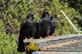 Wieszczek - Pyrrhocorax graculus - Yellow-billed Chough