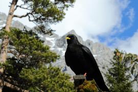 Wieszczek - Pyrrhocorax graculus - Yellow-billed Chough