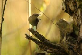 Brzęczka - Locustella luscinioides - Savi's Warbler