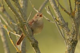 Słowik rdzawy - Luscinia megarhynchos - Common Nightingale