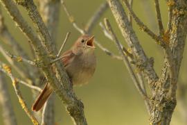 Słowik rdzawy - Luscinia megarhynchos - Common Nightingale