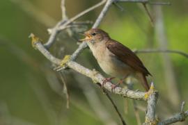 Słowik rdzawy - Luscinia megarhynchos - Common Nightingale
