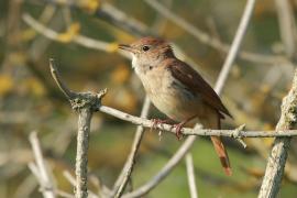 Słowik rdzawy - Luscinia megarhynchos - Common Nightingale