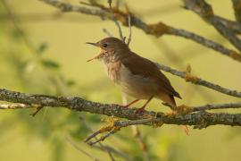 Słowik rdzawy - Luscinia megarhynchos - Common Nightingale