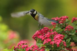 Bogatka - Parus major - Great Tit