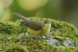Trzcinniczek - Acrocephalus scirpaceus - Common Reed Warbler