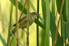 Trzcinniczek - Acrocephalus scirpaceus - Common Reed Warbler