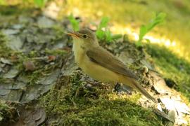 Trzcinniczek - Acrocephalus scirpaceus - Common Reed Warbler