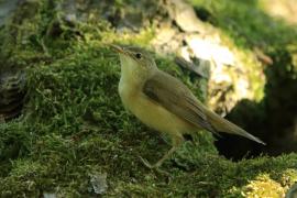 Trzcinniczek - Acrocephalus scirpaceus - Common Reed Warbler