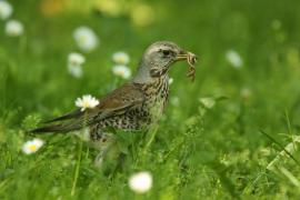 Kwiczoł - Turdus pilaris - Fieldfare