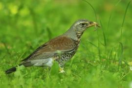 Kwiczoł - Turdus pilaris - Fieldfare