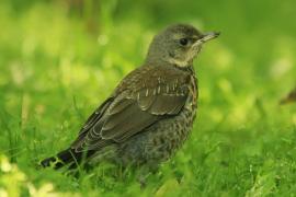 Kwiczoł - Turdus pilaris - Fieldfare