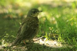 Kwiczoł - Turdus pilaris - Fieldfare