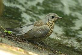 Kwiczoł - Turdus pilaris - Fieldfare