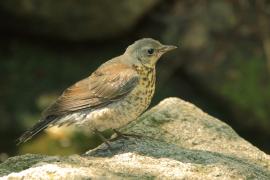 Kwiczoł - Turdus pilaris - Fieldfare