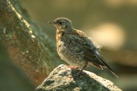 Kwiczoł - Turdus pilaris - Fieldfare