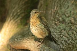 Kwiczoł - Turdus pilaris - Fieldfare