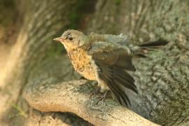 Kwiczoł - Turdus pilaris - Fieldfare