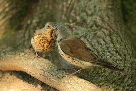 Kwiczoł - Turdus pilaris - Fieldfare
