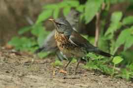 Kwiczoł - Turdus pilaris - Fieldfare