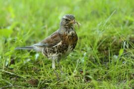 Kwiczoł - Turdus pilaris - Fieldfare