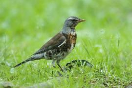 Kwiczoł - Turdus pilaris - Fieldfare