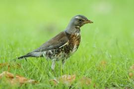 Kwiczoł - Turdus pilaris - Fieldfare