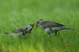 Kwiczoł - Turdus pilaris - Fieldfare