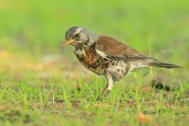 Kwiczoł - Turdus pilaris - Fieldfare