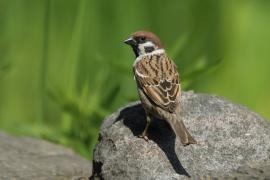 Mazurek - Passer montanus - Eurasian Tree Sparrowh