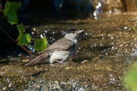 Kapturka - Sylvia atricapilla - Eurasian Blackcap