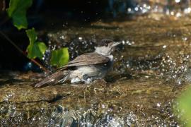 Kapturka - Sylvia atricapilla - Eurasian Blackcap