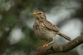 Potrzeszcz - Emberiza calandra - Corn Bunting