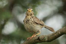 Potrzeszcz - Emberiza calandra - Corn Bunting