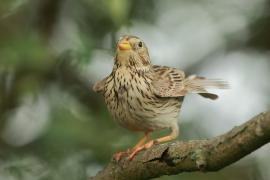 Potrzeszcz - Emberiza calandra - Corn Bunting