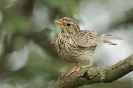 Potrzeszcz - Emberiza calandra - Corn Bunting