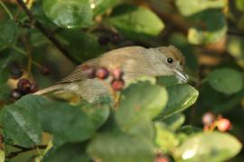 Kapturka - Sylvia atricapilla - Eurasian Blackcap