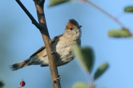 Kapturka - Sylvia atricapilla - Eurasian Blackcap