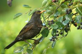Kos - Turdus merula - Common Blackbird